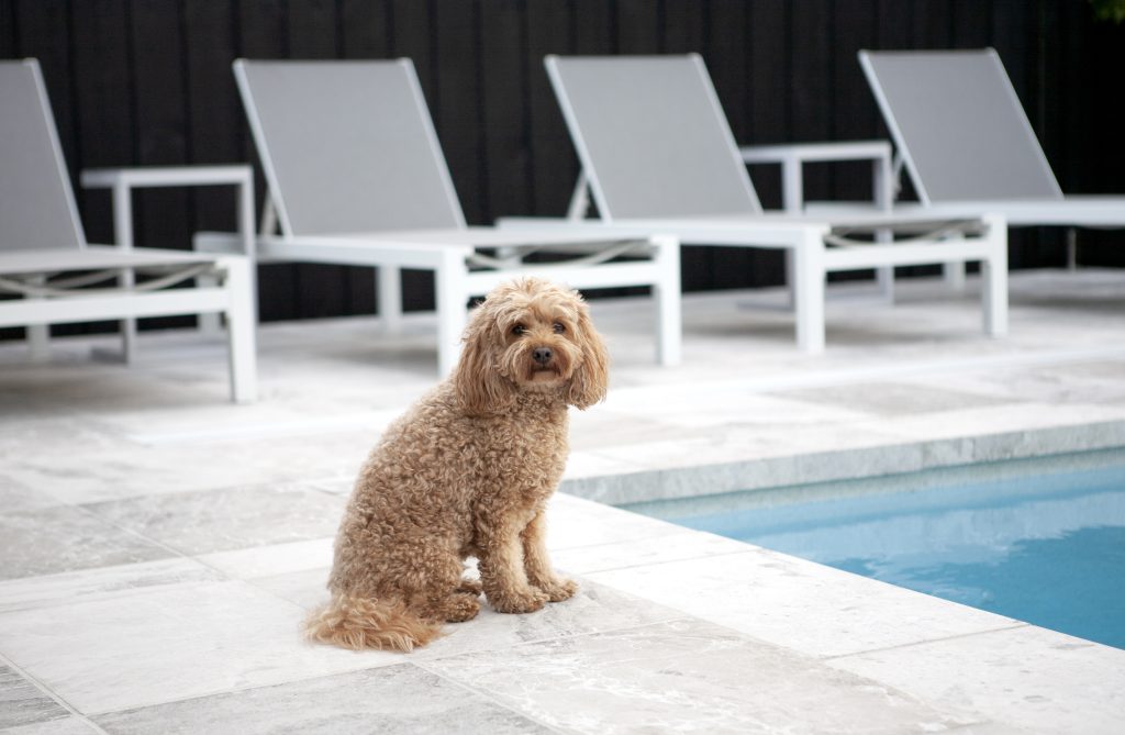 Cavoodle sitting on light stone paving beside a fibreglass pool with white sun lounges and dark timber fencing in the background, showcasing a dog-friendly pool area.